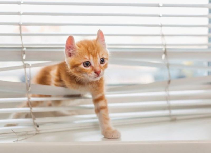 Kitten-Proof Your Home Thoroughly