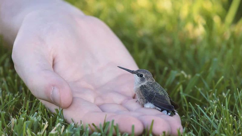 Properly Help Fallen Nestlings