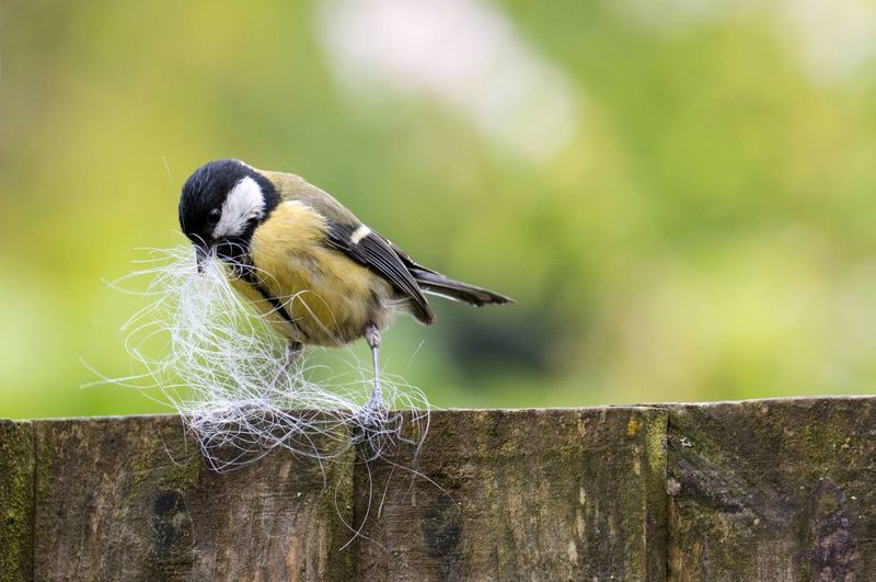 Offer Nesting Materials