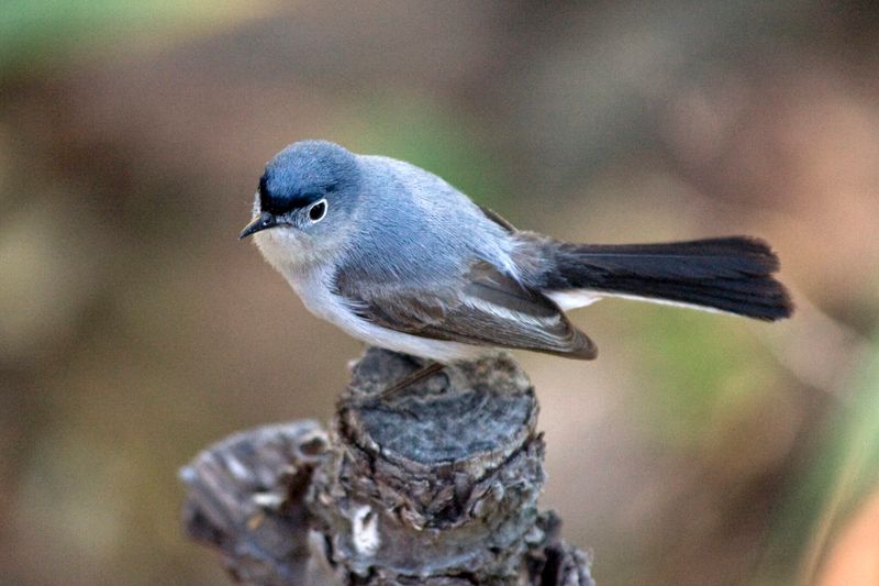 Buy Bird-Friendly Products