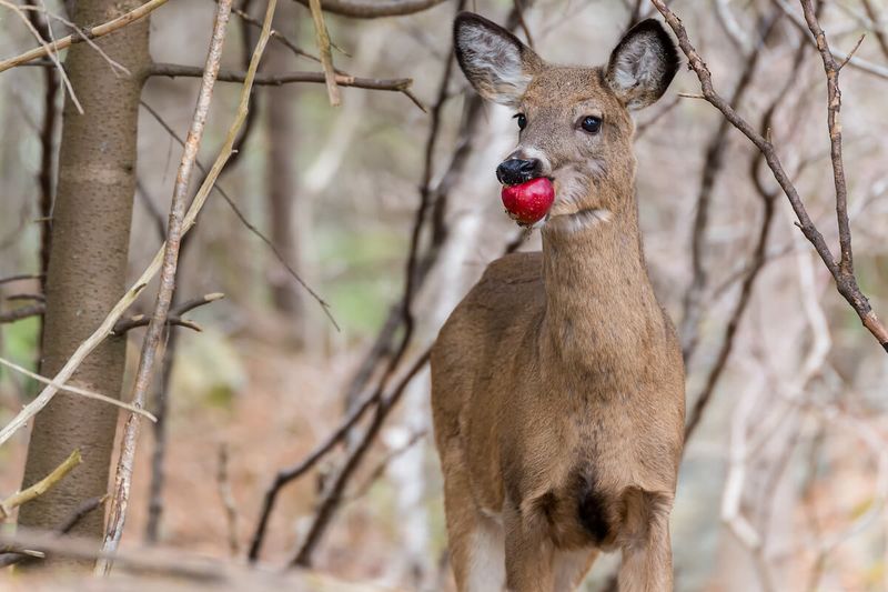 Offer Apple Treats Occasionally