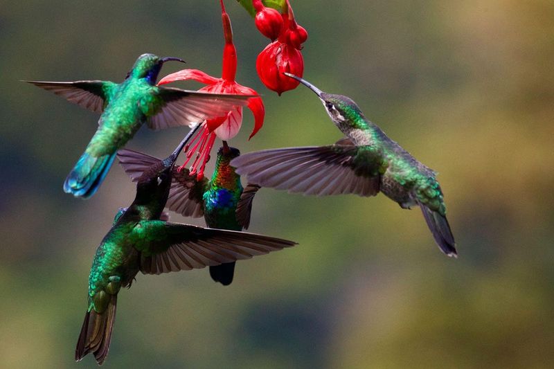 Know Hummingbirds’ Habits