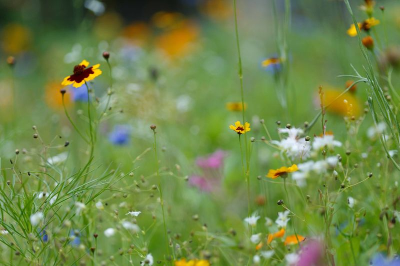 Reduce Lawn, Add Meadow Plants