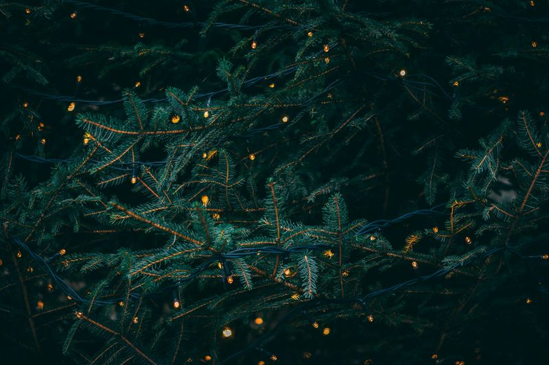 Plant Native Pine Trees