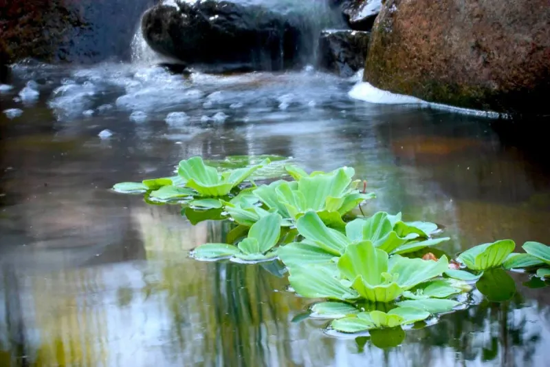 Add Aquatic Plants For Balance