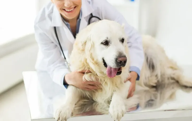Schedule Regular Wellness Checks