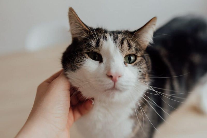 Learn Their Favorite Scratch Spots
