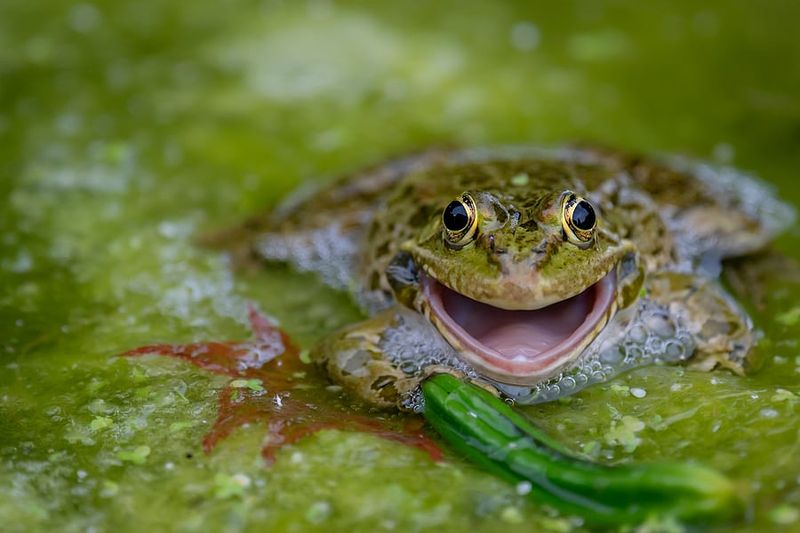 Frog-Safe Water Features