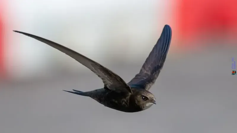 Map Local Swift Colonies