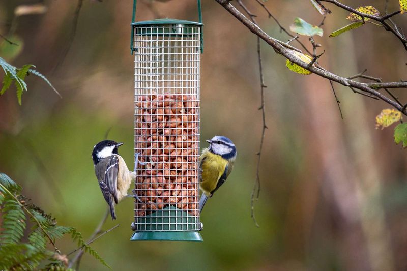 Keep Feeders Squeaky Clean