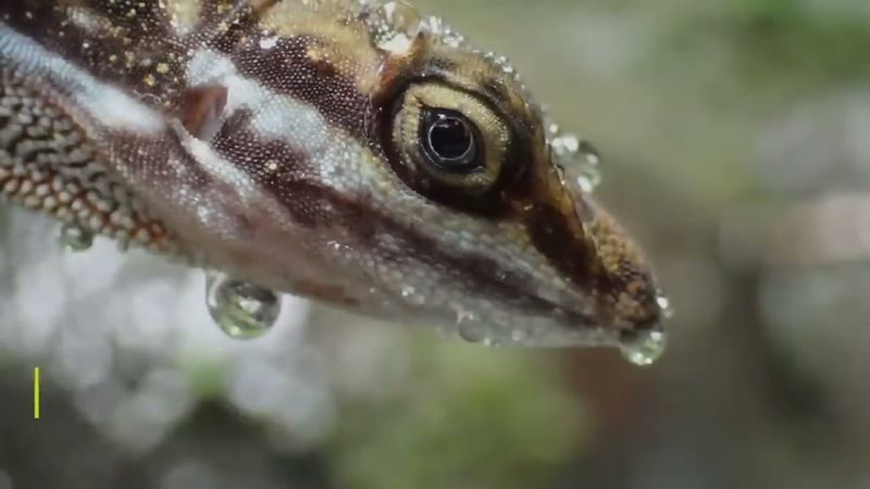 Behavior Is Rare Among Reptiles