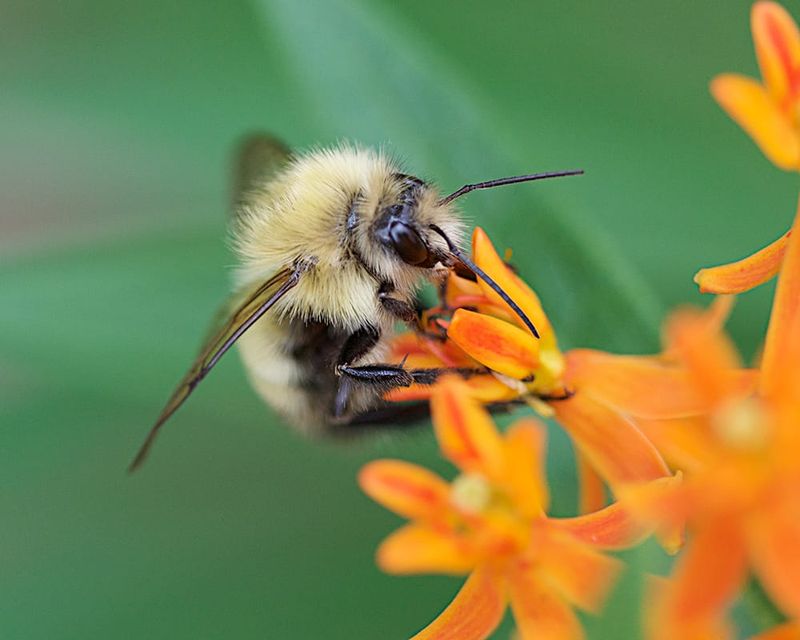 Wildflower Meadows And Other Pollinators