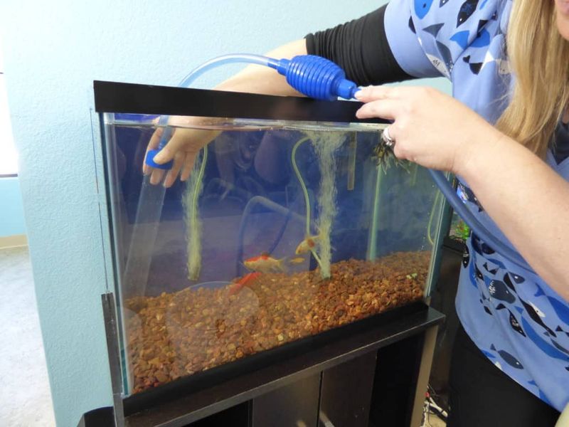 How Often Should You Clean Their Tank
