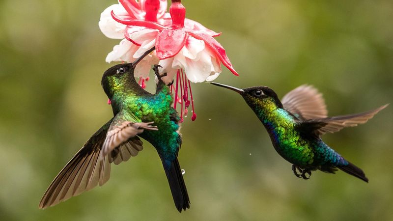 Defending Territories Around Favorite Flowers