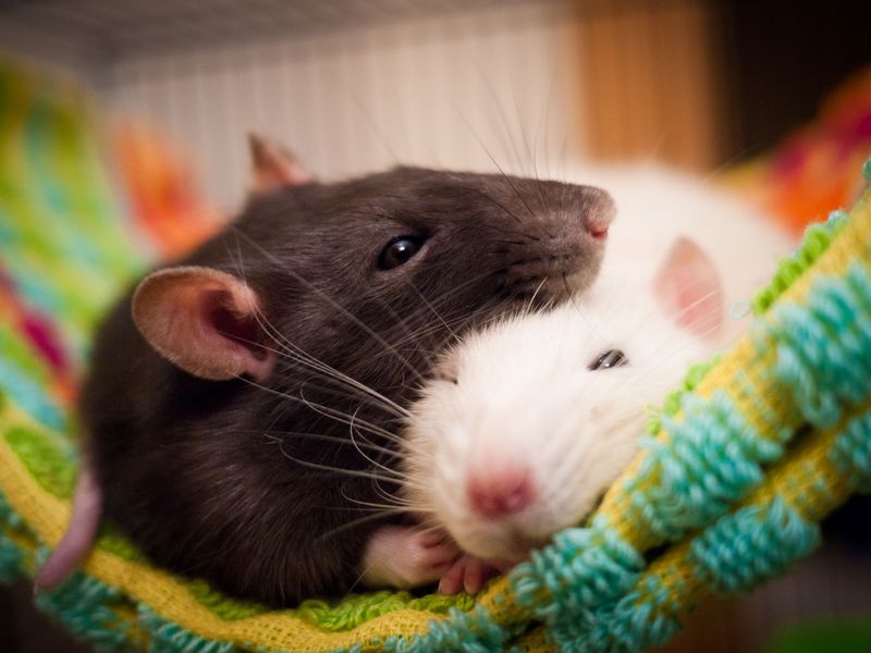 Scuttling Beyond Horror Movies: Rats
