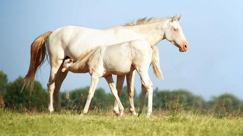 Perlino