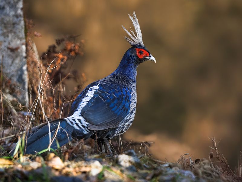 Kalij Pheasant's Silver Lining