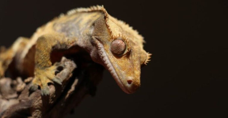 Crested Gecko Lifespan: How Long Do They Live?