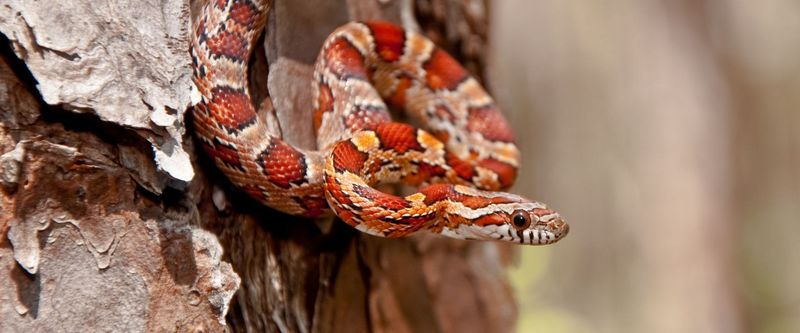 Corn Snakes 