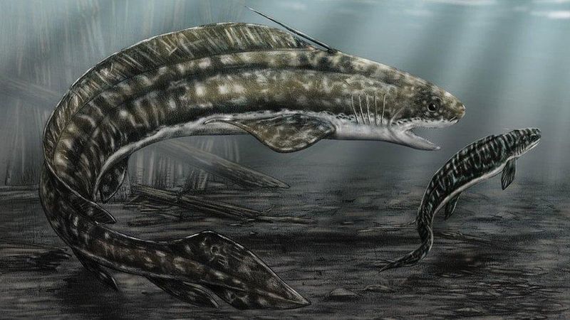 Orthacanthus