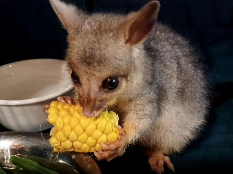 Sweet Corn