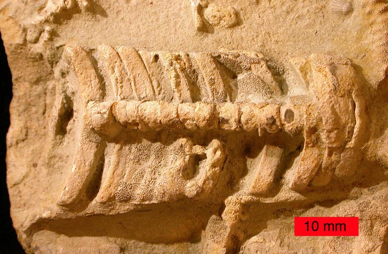 Nautiloids