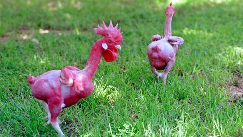 Featherless Chickens