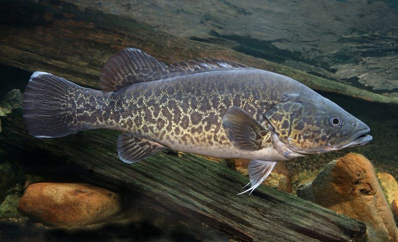 Mary River Cod Shows Remarkable Signs Of Resilience