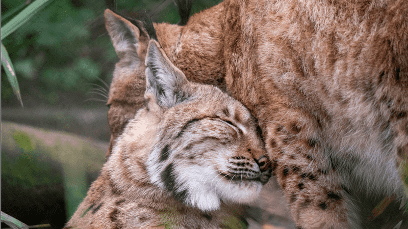 Unusual Breeding Habits
