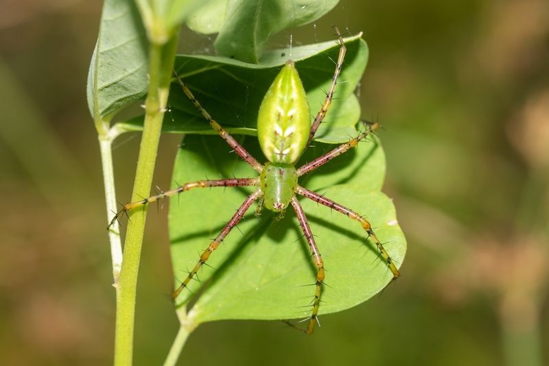 Green Lynx Spider's Floral Ambush
