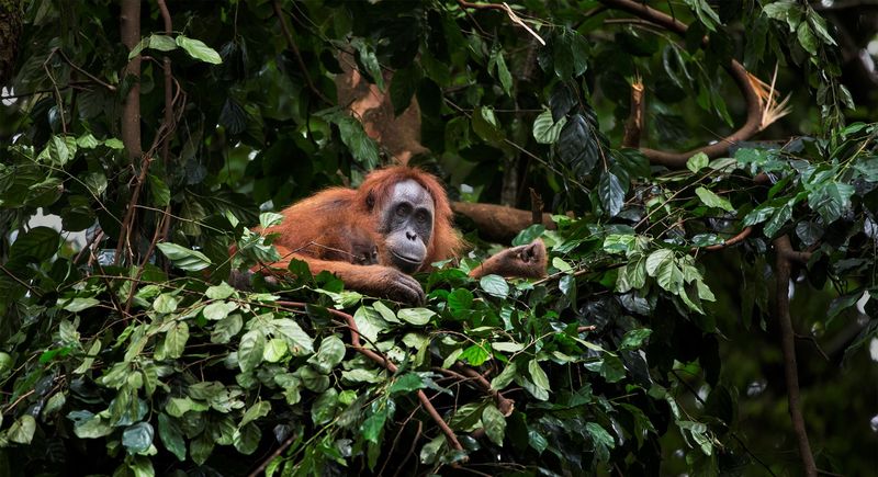Orangutan's Leafy Treehouse