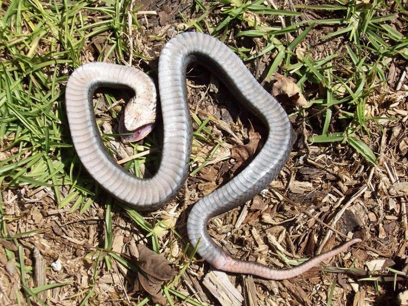 Snakes