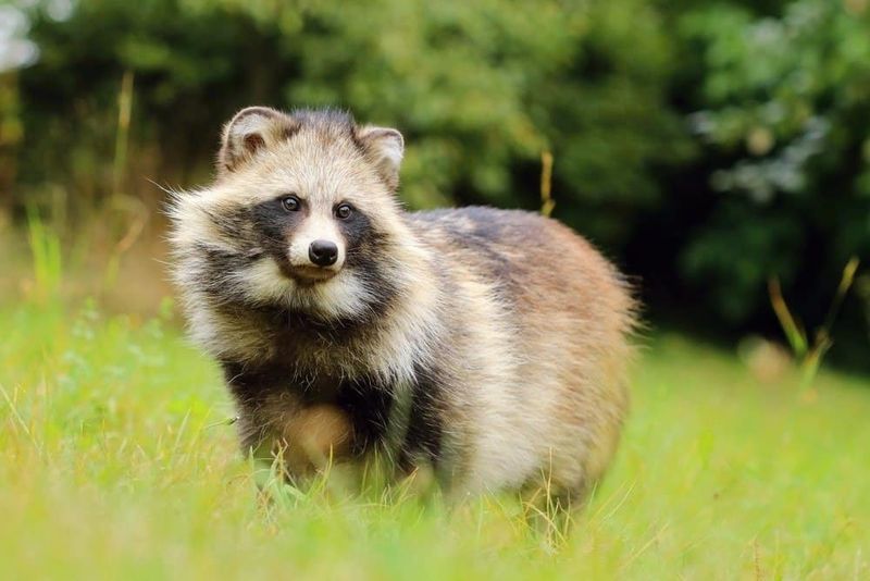 Raccoon Dogs: Not Dogs Despite The Name
