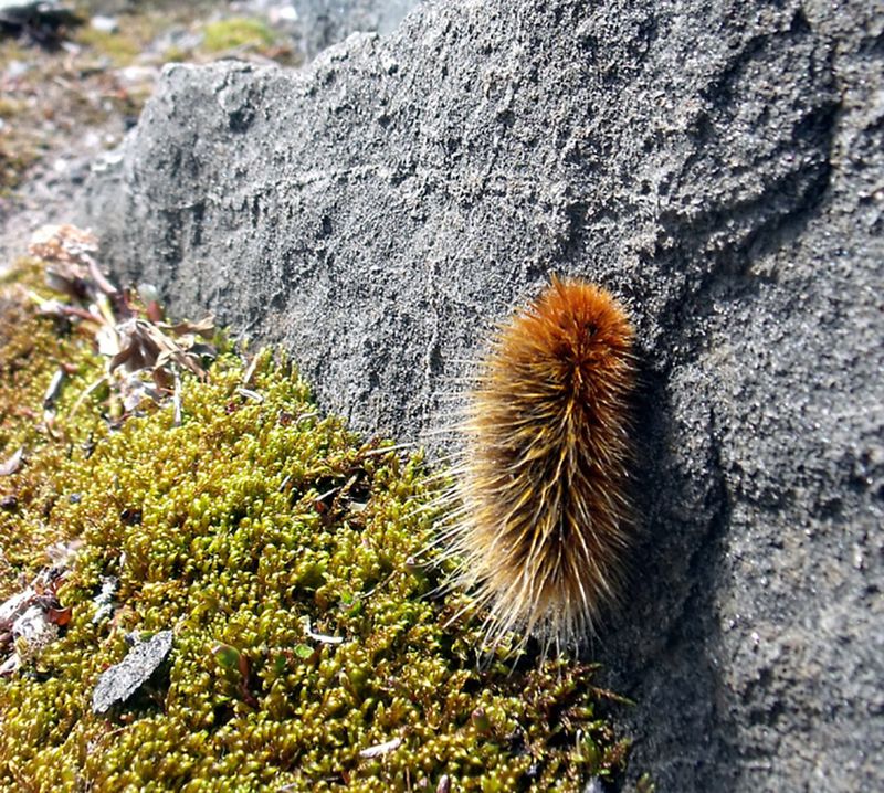 Arctic Wooly Bear Caterpillars: Freeze-Thaw Specialists