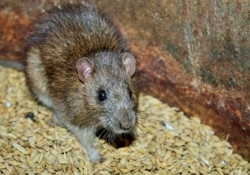 Disease Carriers: Rodents