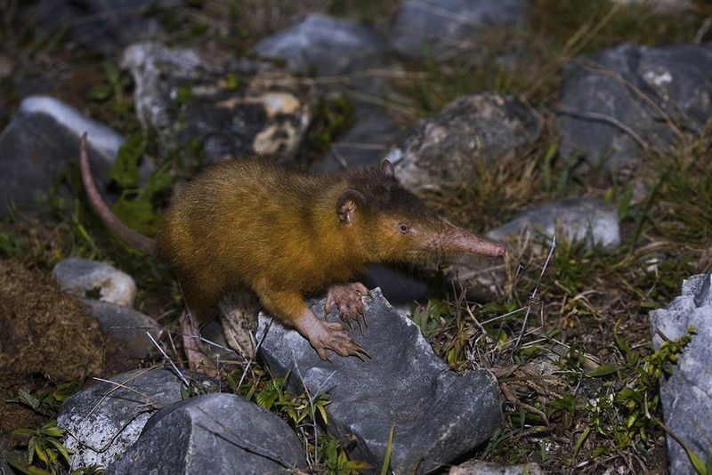Cuban Solenodon - Night's Venomous Ghost