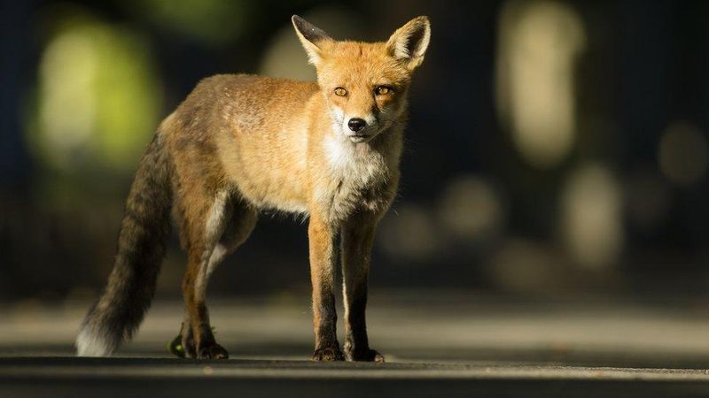 Foxes