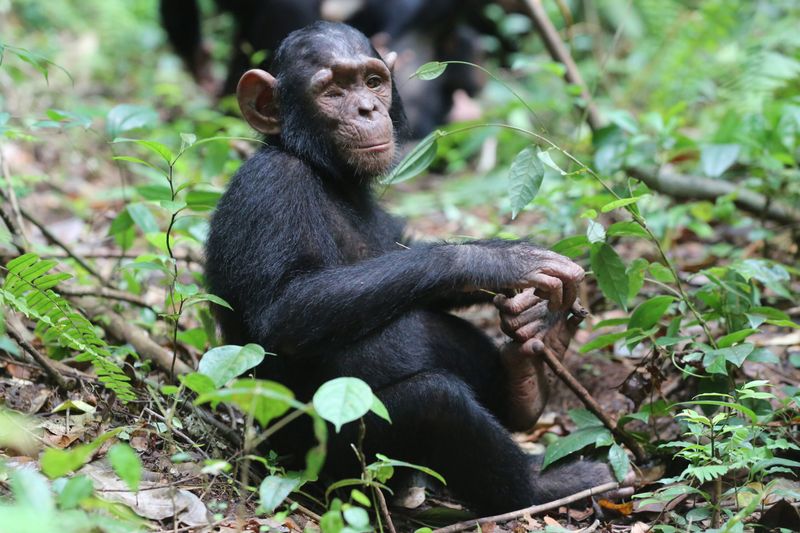 Chimpanzees