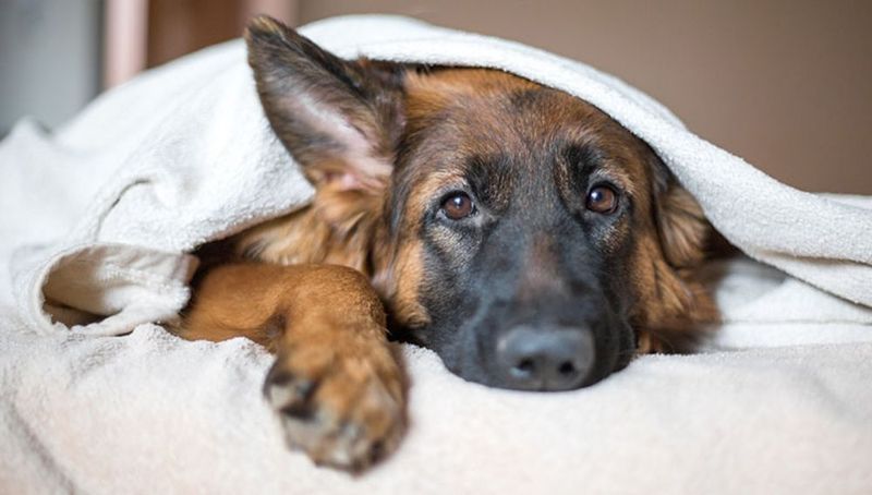 Dogs Grow Depressed After Loss