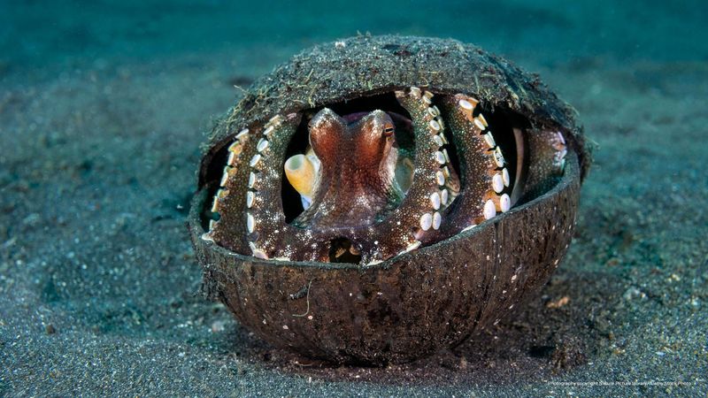 Octopuses Using Tools Without Training