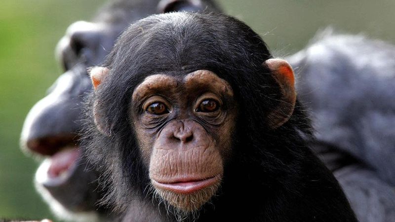 Chimpanzees' Face-Processing Skills