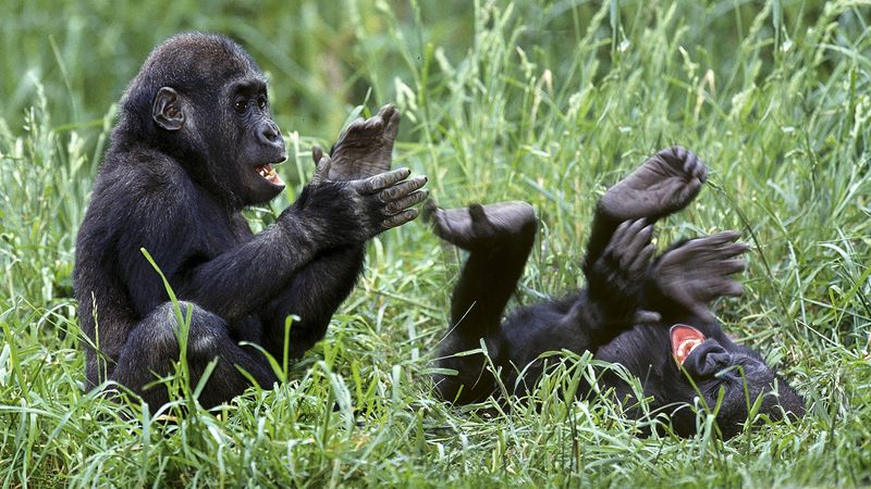 Gorillas Giggle During Roughhousing
