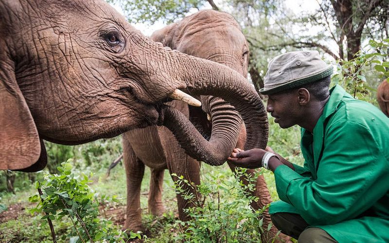 Elephants: Gentle Giants With Long Memories
