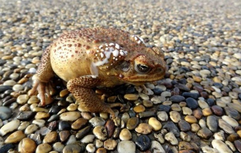 Poisonous Toads: Toxic Encounters