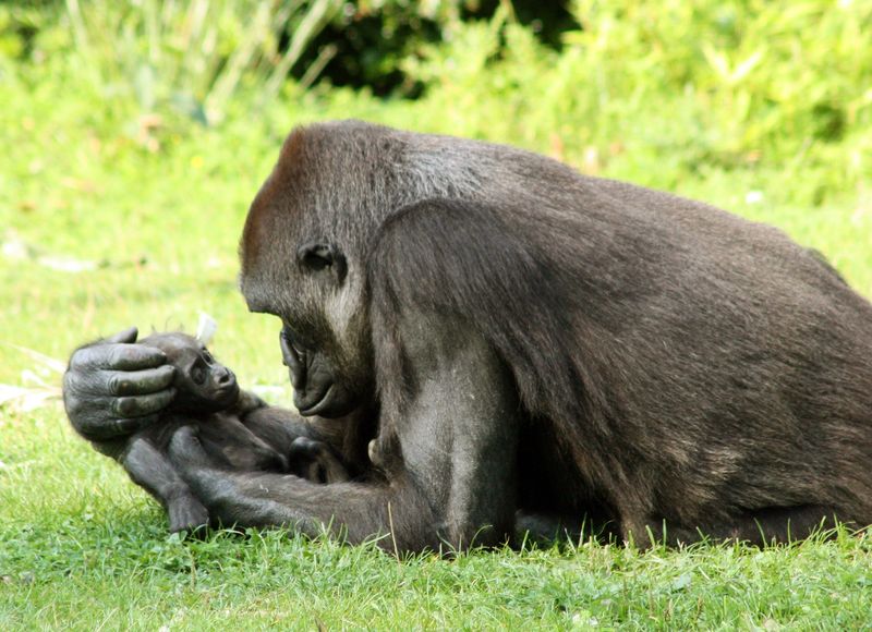 Chimpanzees