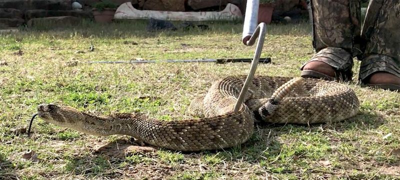 Abandoned Refrigerator Rattlesnake