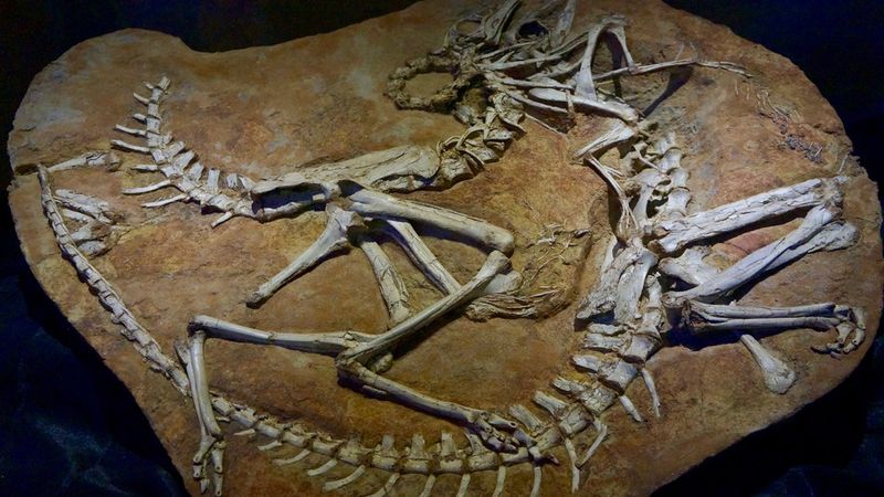 Exceptional Fossil Preservation