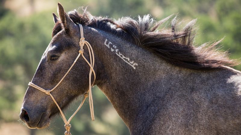 Horses With Freeze Brands
