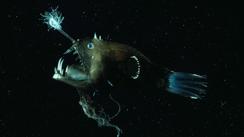 Anglerfish – The Ocean's Clever Fishing Expert
