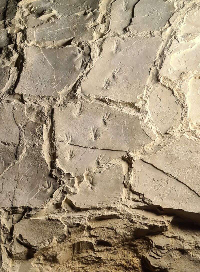 Coastal Tracks Reveal Their Hidden Abundance